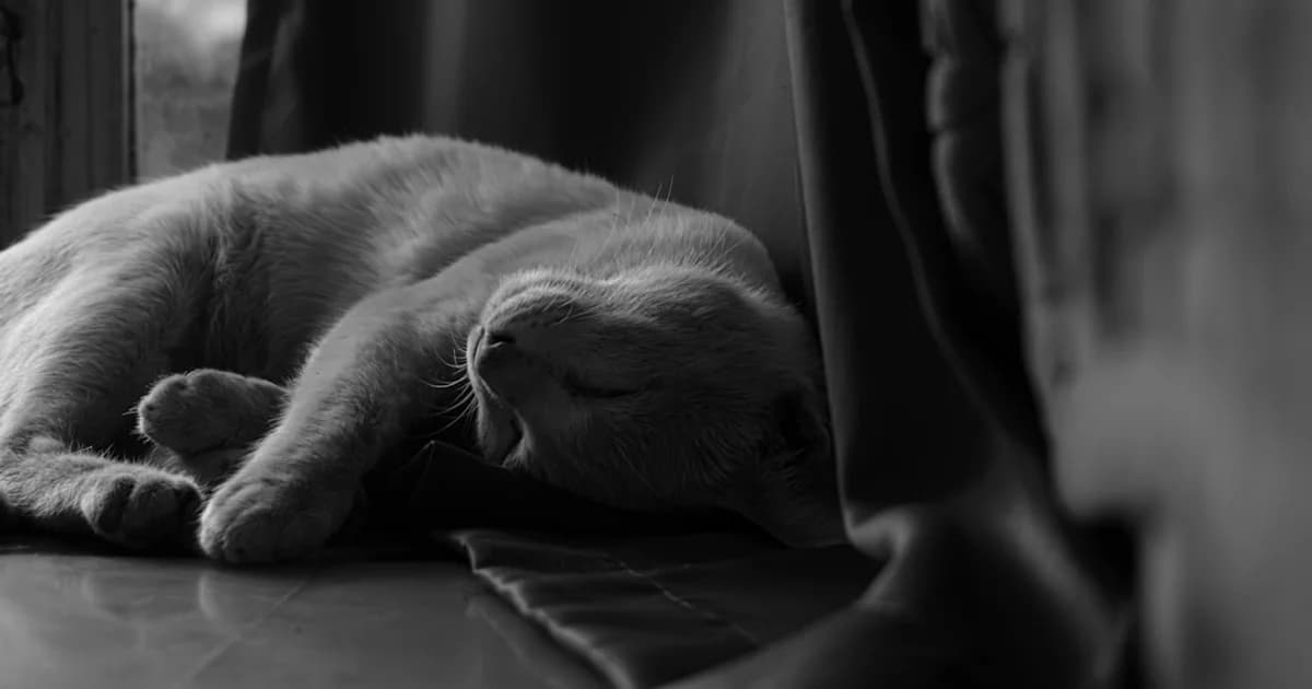 Redes de Proteção para Prédios Antigos: Soluções Especiais de Instalação