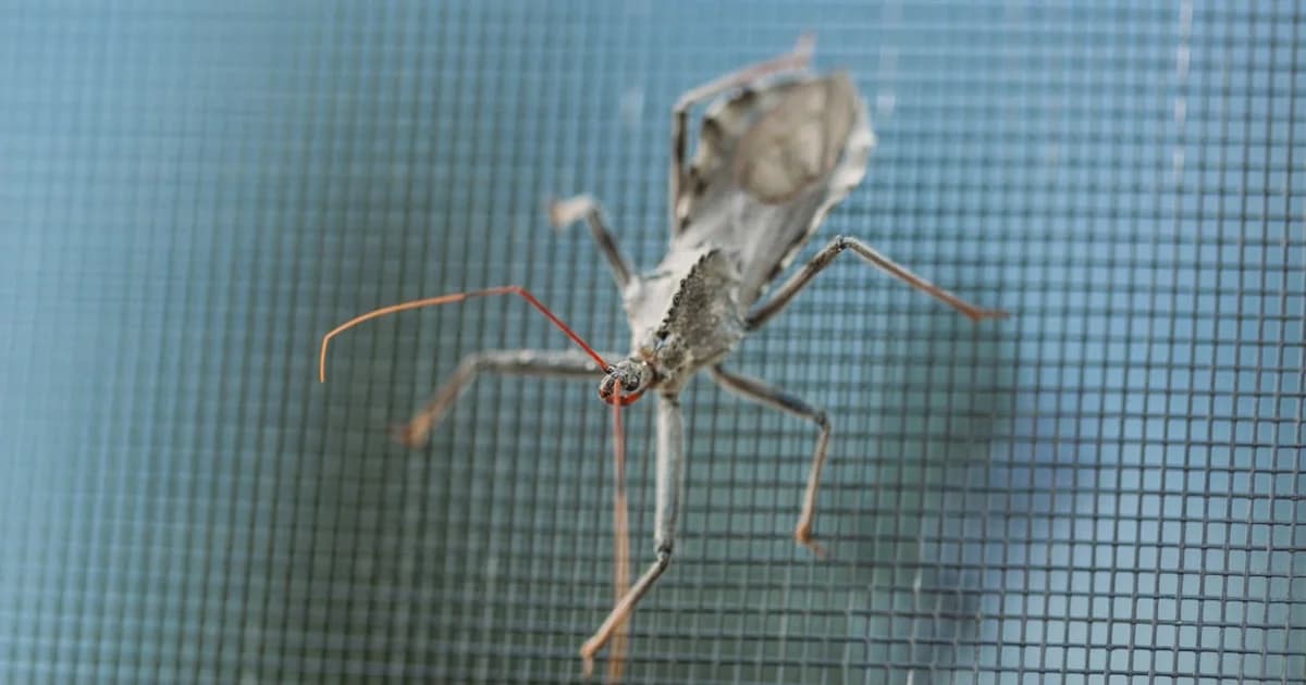Ambiente de cozinha e despensa protegido com telas mosquiteiras