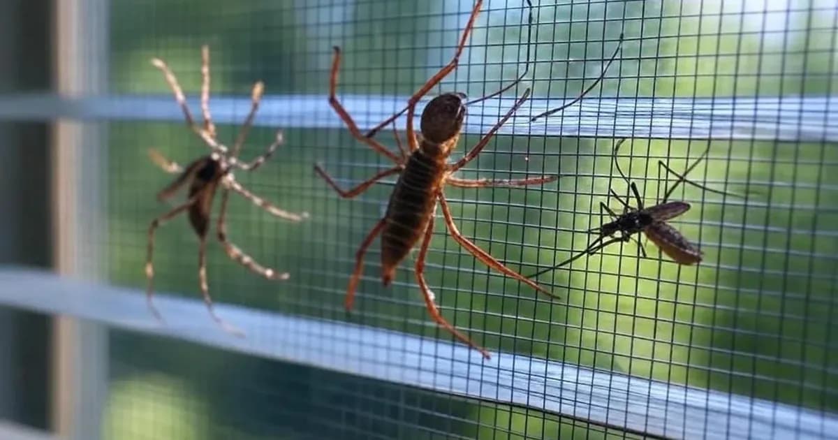 Varanda com porta de correr e tela mosquiteira instalada