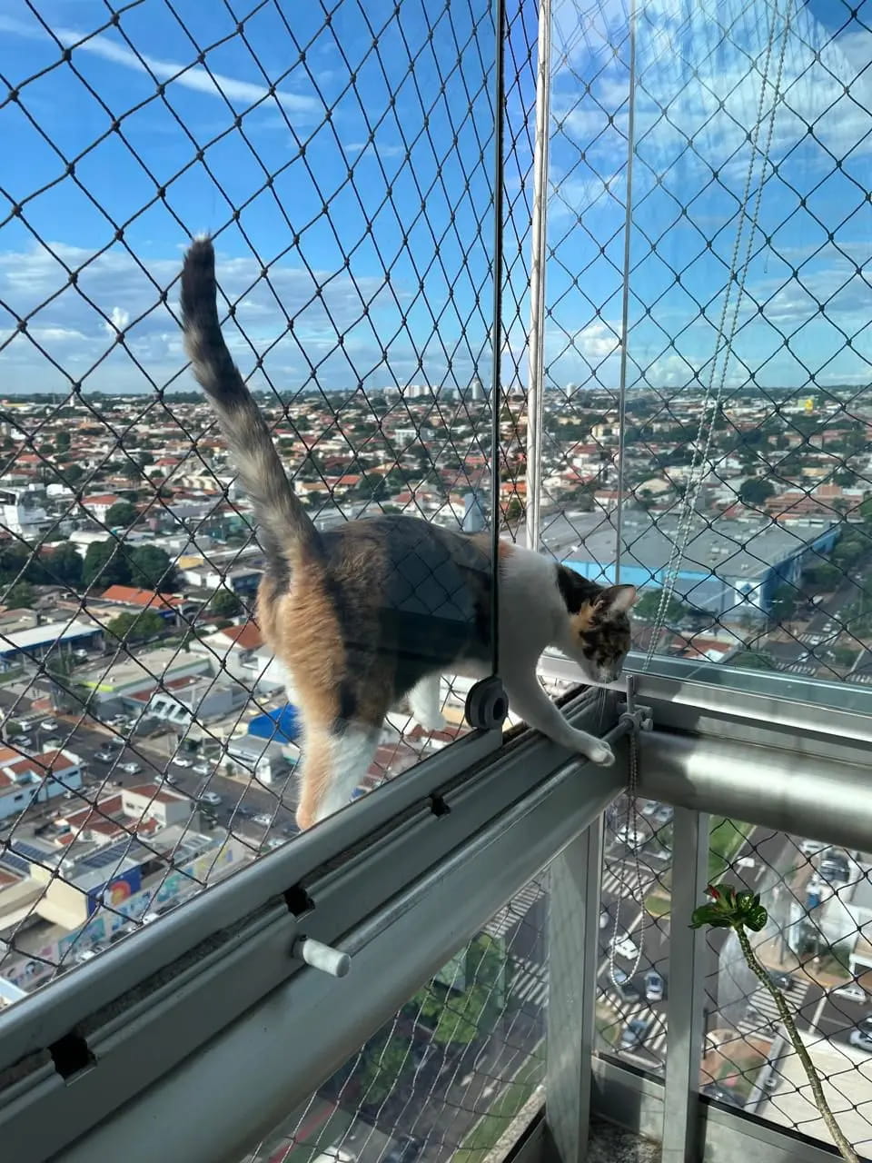 Tela de proteção para gatos instalada em sacada
