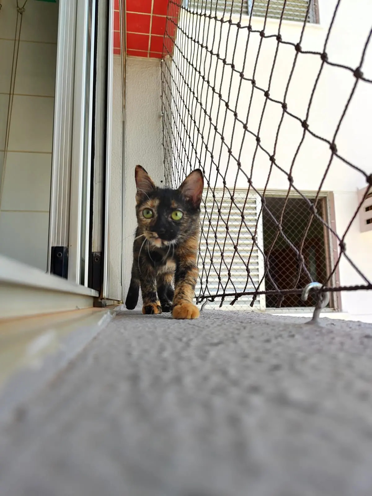 Tela de proteção para gatos instalada em sacada de apartamento