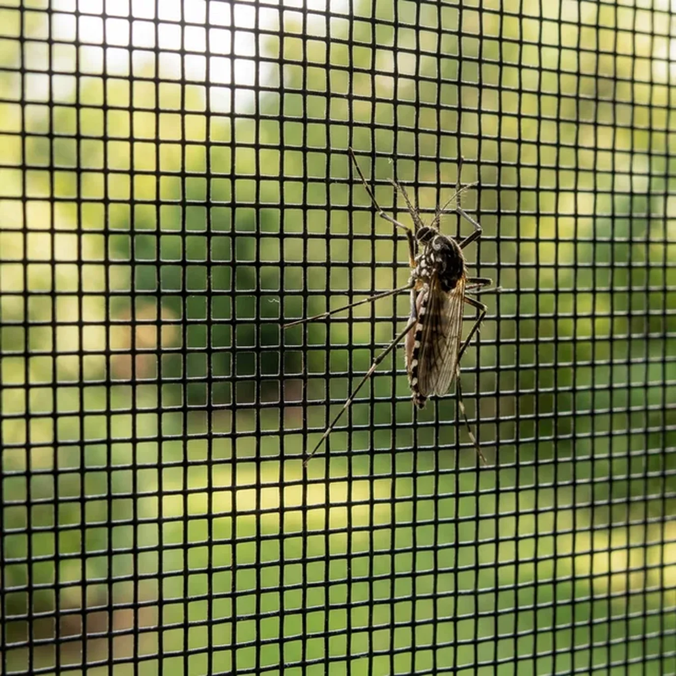 Benefícios das Telas Mosquiteiras para a Saúde: Proteção Completa