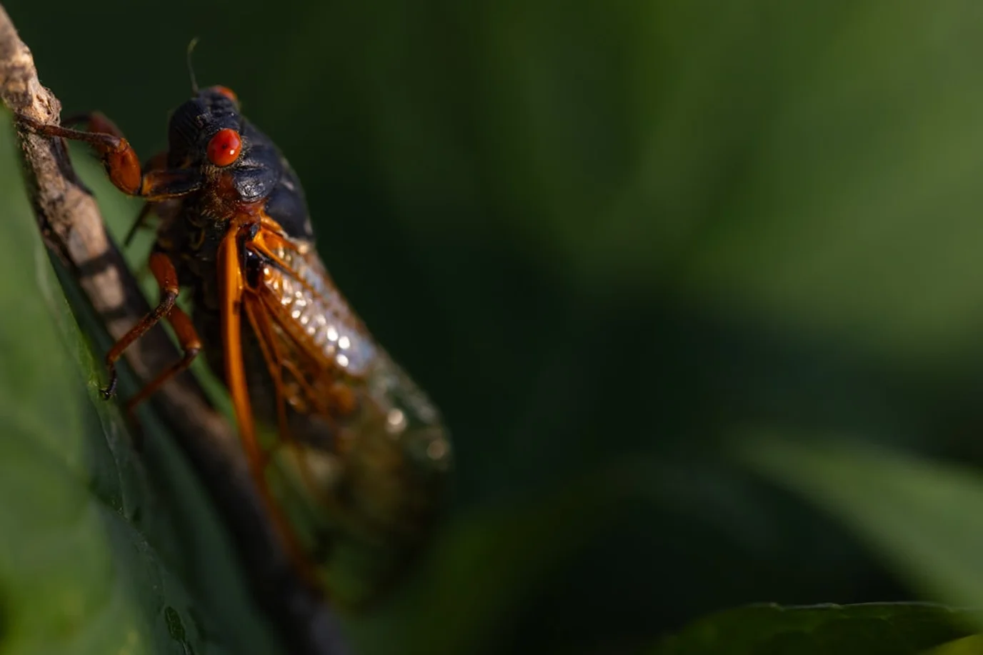 Telas Mosquiteiras para Clínicas Veterinárias: Proteção Animal 2025