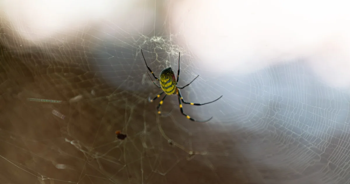 Telas Mosquiteiras para Janelas de Suíte: Noites de Sono Tranquilo