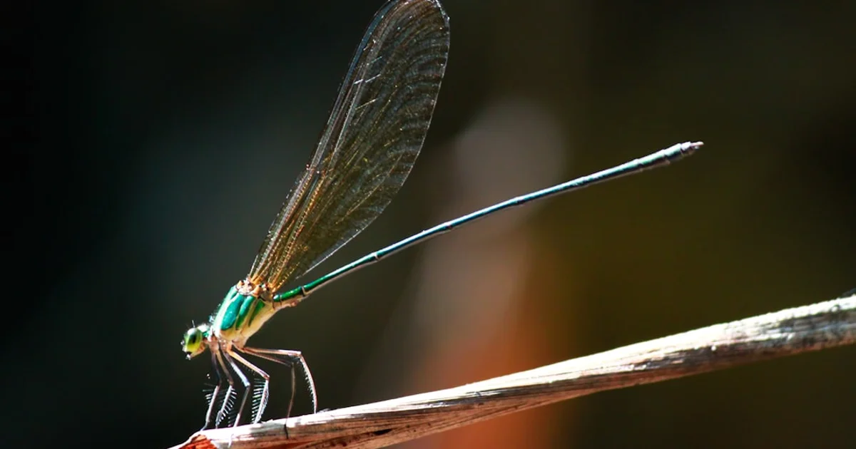 Telas Mosquiteiras para Portas de Serviço: Proteção na Área de Trabalho