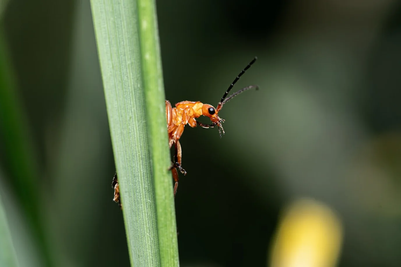 Telas Mosquiteiras no Verão: Proteção Completa Contra Insetos | Guia 2025